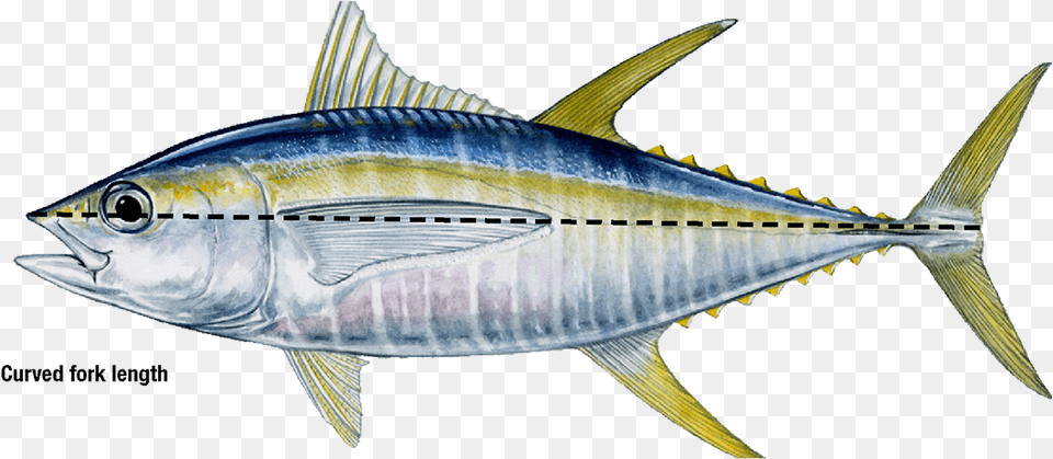 Yellow Fin Tuna, Animal, Bonito, Fish, Sea Life Free Transparent Png