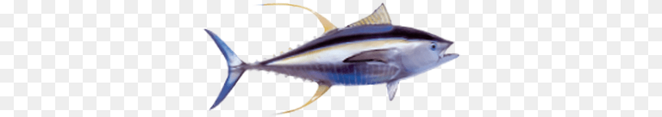 Yellow Fin Tuna Atlantic Bluefin Tuna, Animal, Fish, Sea Life, Bonito Free Transparent Png