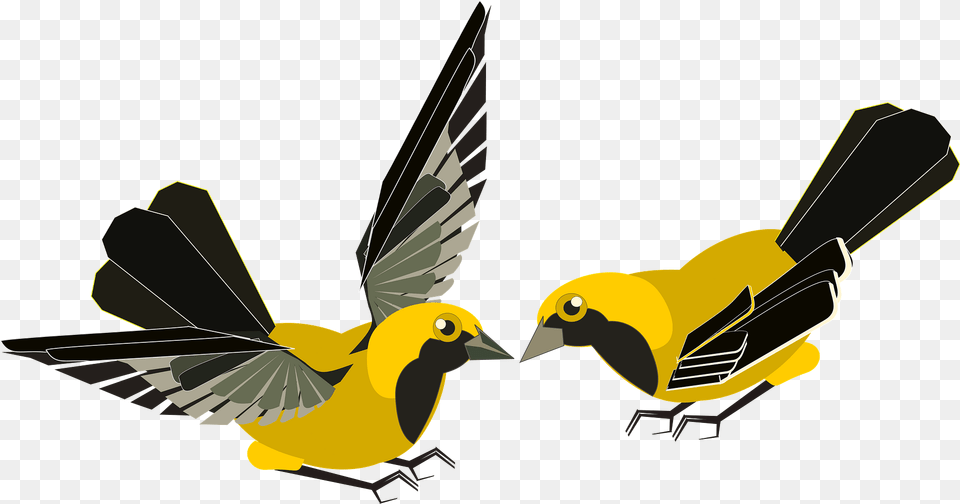 Yellow Finches Clipart, Animal, Bird, Finch, Beak Free Png