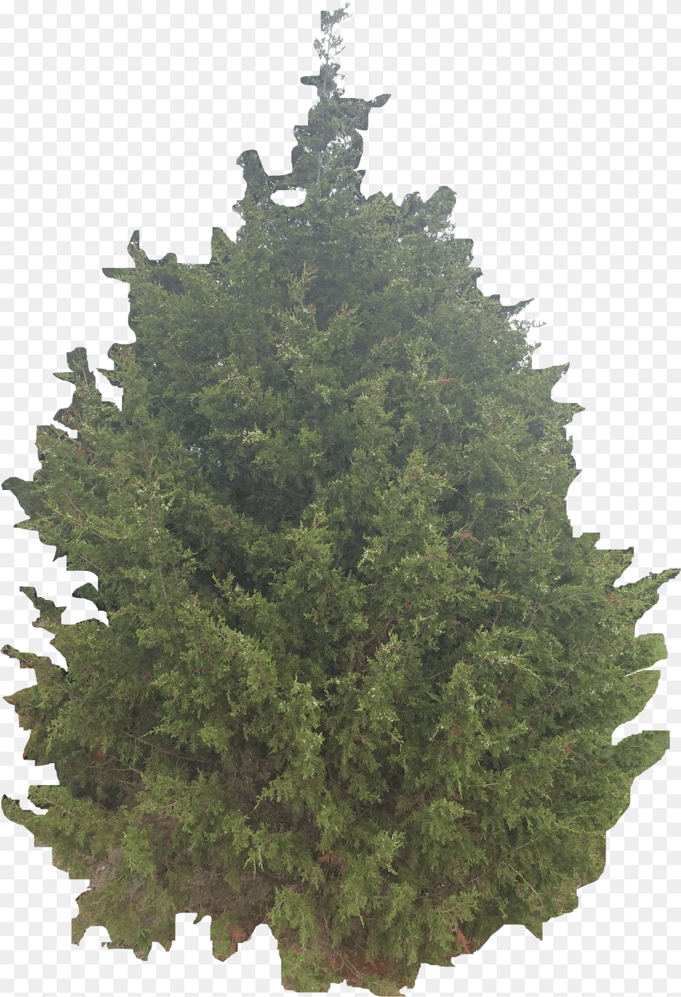 Yellow Fir, Tree, Plant, Pine, Conifer Free Png