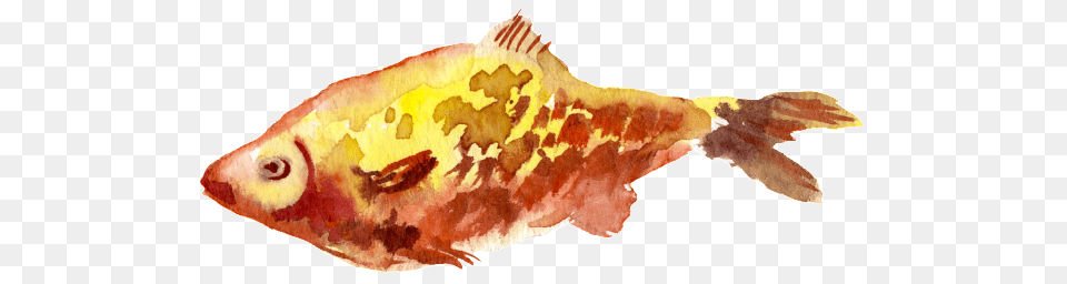 Yellow Fish Watercolor Hand Drawn Transparent Design, Animal, Sea Life, Carp Free Png Download