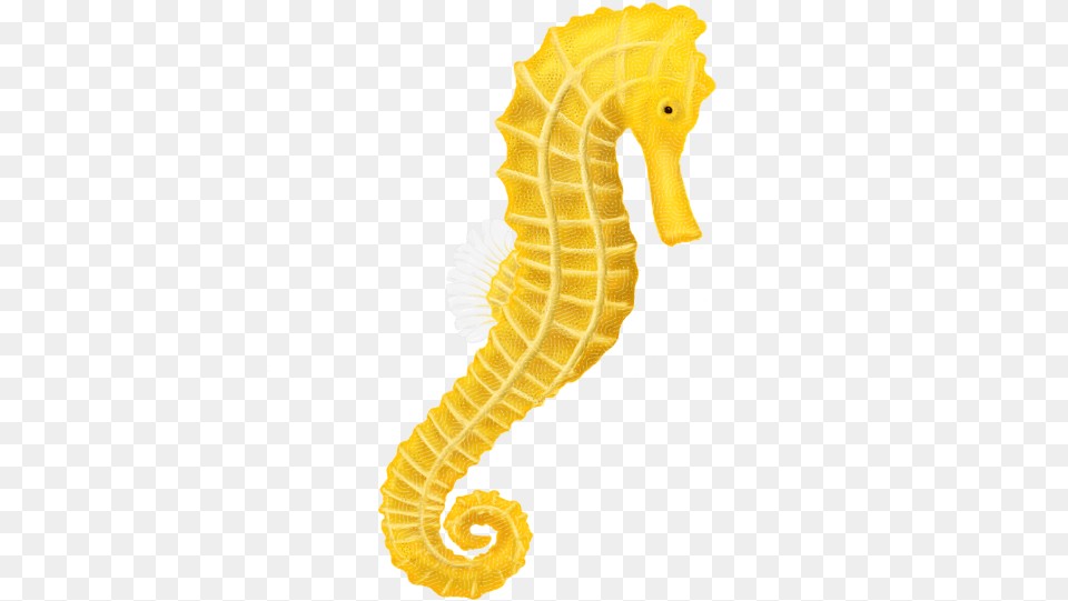 Yellow Fishing Transparent Background 2761 Sea Horse Transparent Background, Animal, Mammal, Sea Life, Seahorse Free Png Download