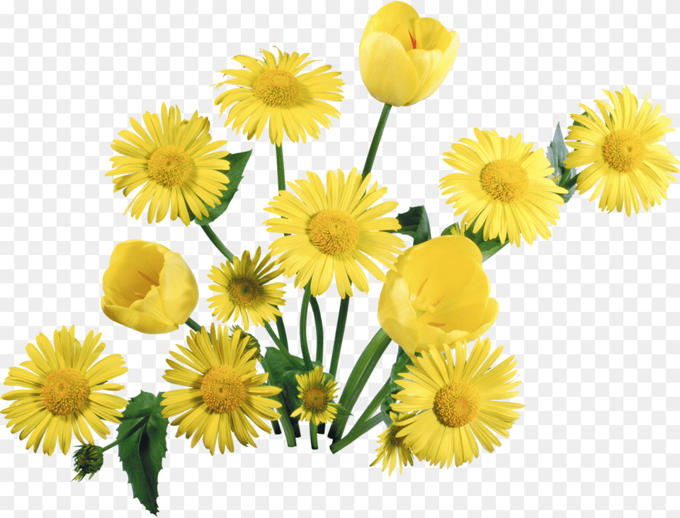 Yellow Floral Background Yellow Flowers, Daisy, Flower, Petal, Plant Png Image