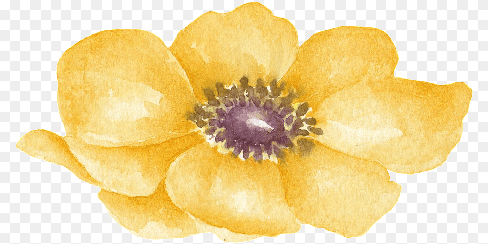 Yellow Floral Decorative Watercolor Lilac, Anemone, Flower, Petal, Plant Free Png Download