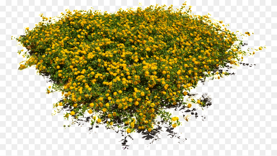 Yellow Floral Flower Flowers Top View, Plant, Vegetation, Bush Free Png Download