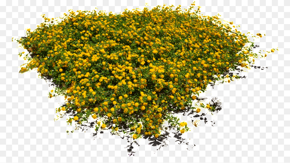 Yellow Floral Flower Flower Plants, Plant, Vegetation, Bush Free Transparent Png