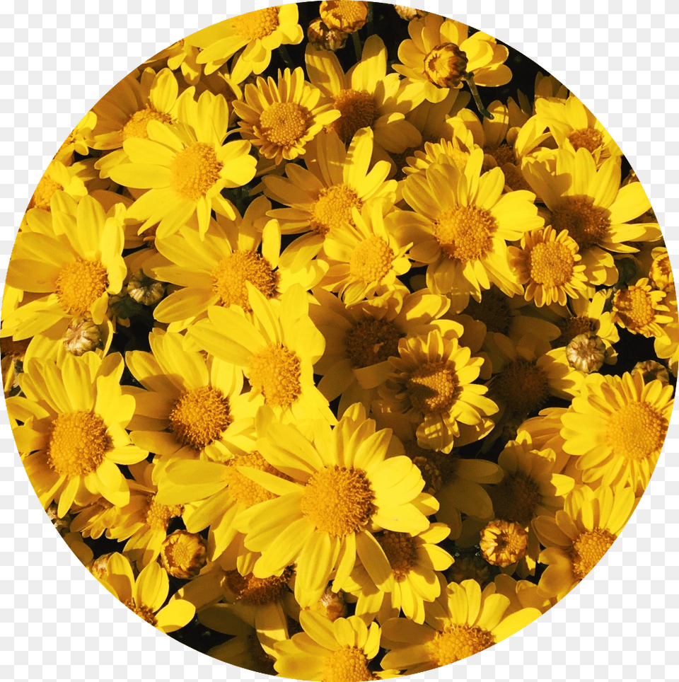 Yellow Flower Background Tumblr Link Wallpapers Aesthetic Background Flowers, Daisy, Petal, Plant, Pollen Png Image