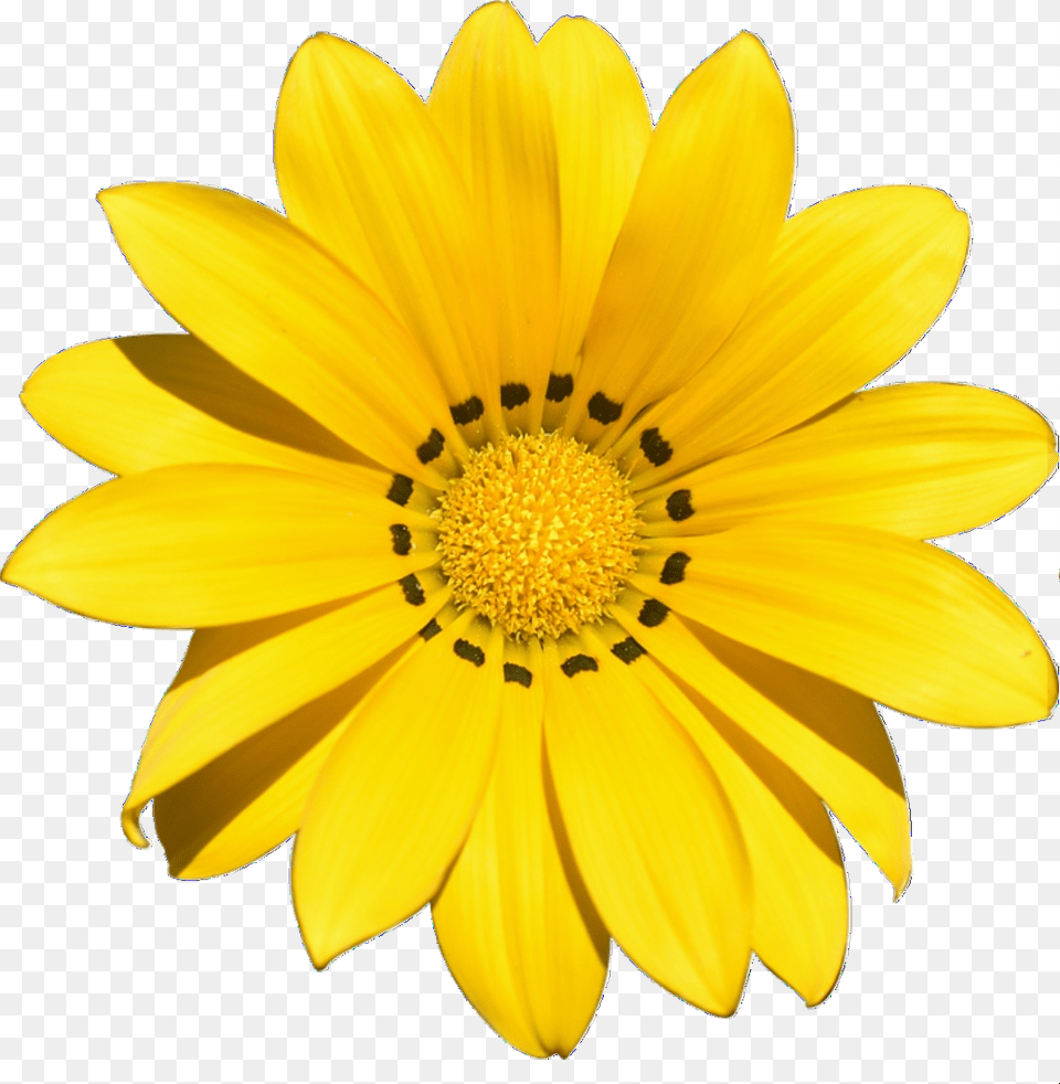 Yellow Flower Background Yellow Flower Clipart, Plant, Daisy, Treasure Flower, Petal Png