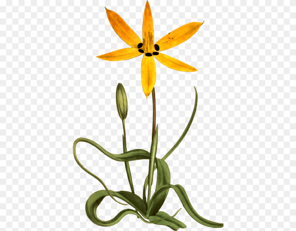 Yellow Flower Botany Common Daisy Drawing, Anther, Plant, Amaryllidaceae Png