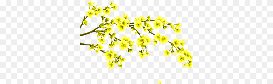 Yellow Flower Branche Gif Jaune Fleurs Alyssum, Petal, Plant, Leaf, Anemone Png