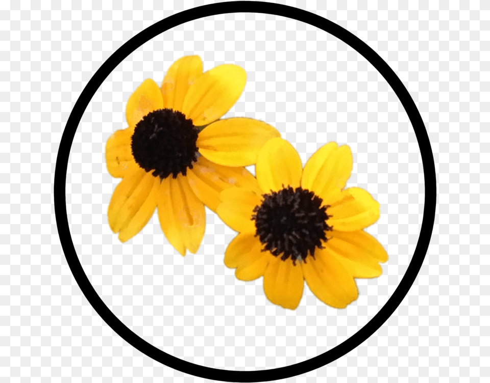 Yellow Flower Button Black Eyed Susan, Anemone, Daisy, Petal, Plant Free Transparent Png