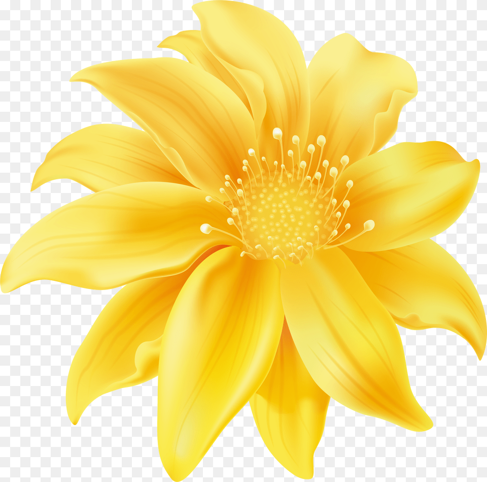 Yellow Flower Clip Art Flor Em Sem Fundo, Anther, Dahlia, Petal, Plant Png Image