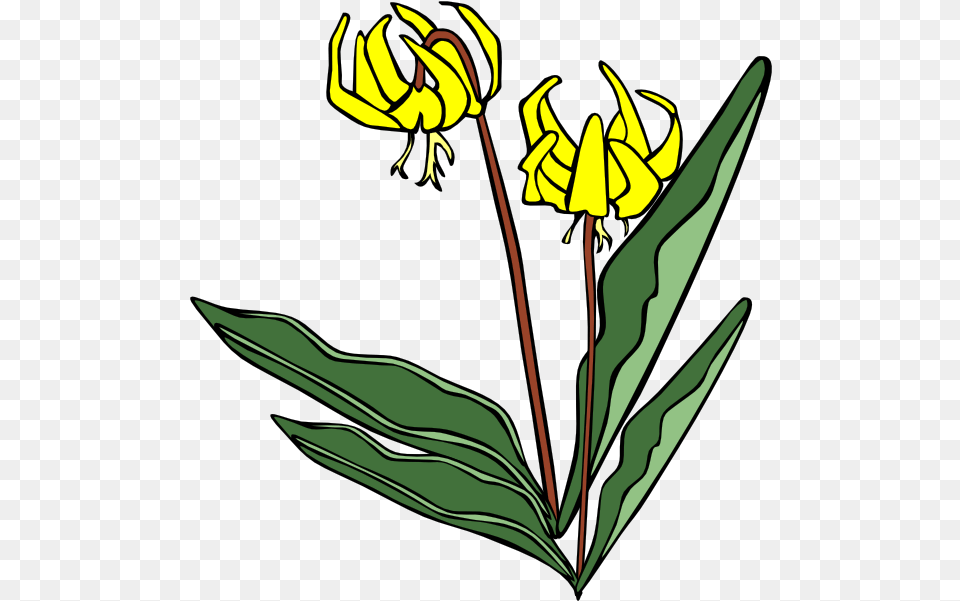 Yellow Flower Clip Art Vector Clip Art Online Yellow Avalanche Lily, Plant Png Image