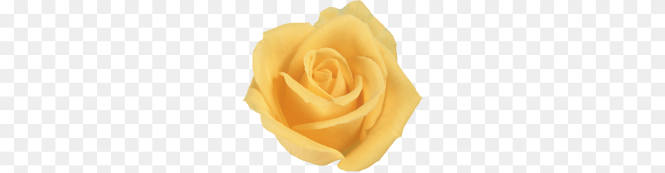 Yellow Flower Clipart, Plant, Rose, Petal Free Png