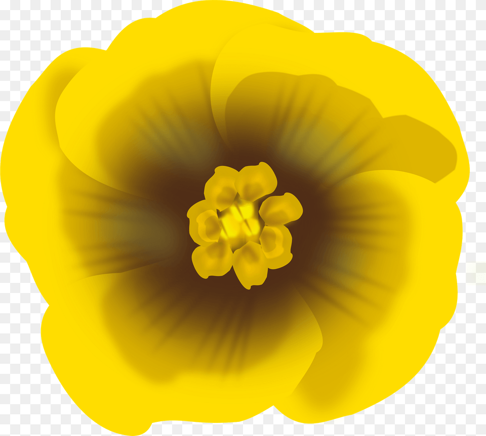 Yellow Flower Clipart, Anther, Petal, Plant, Pollen Png Image