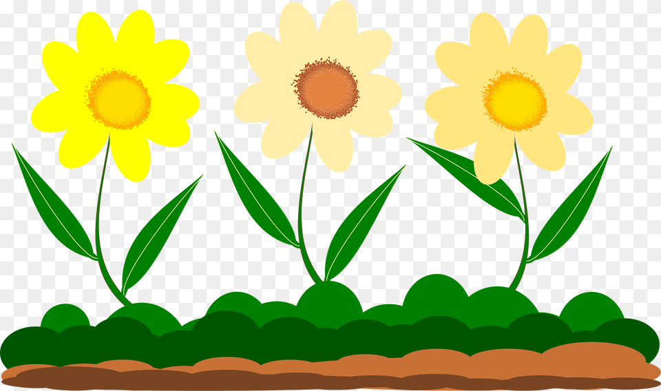 Yellow Flower Clipart, Daisy, Plant, Sunflower, Daffodil Free Png