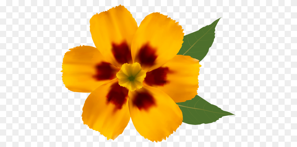 Yellow Flower Clipart, Petal, Plant, Anemone, Leaf Png Image
