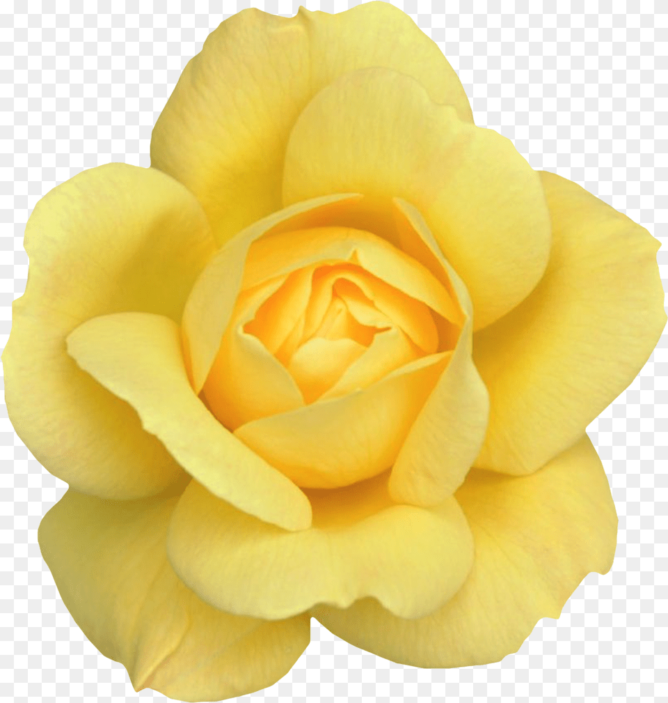 Yellow Flower Clipart Yellow Rose Background, Petal, Plant Free Transparent Png