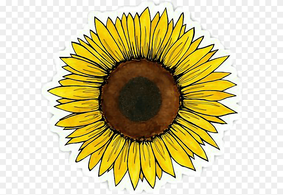 Yellow Flower Clipart Tumblr Sunflower Sticker, Plant, Person Free Transparent Png