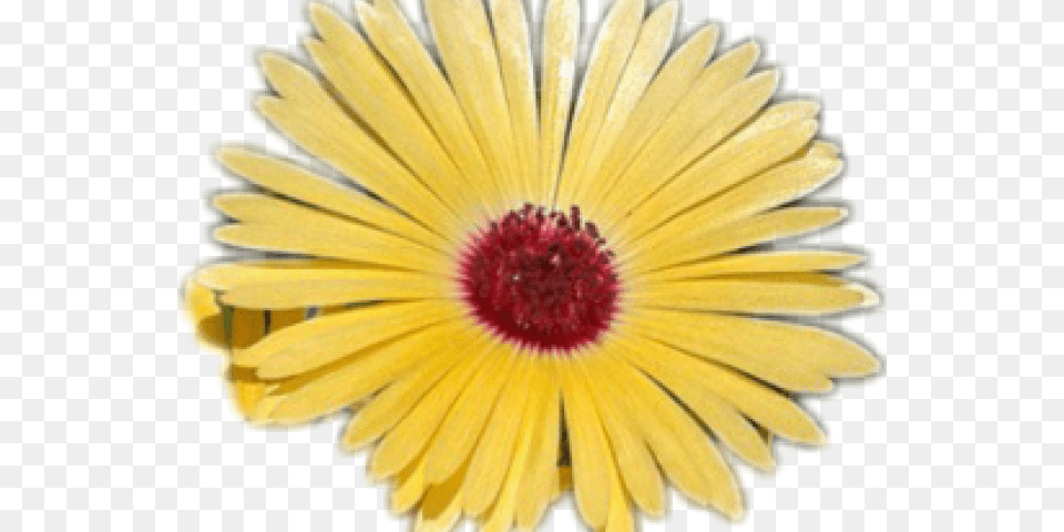 Yellow Flower Clipart Tumblr Clip Art, Anther, Daisy, Petal, Plant Free Transparent Png