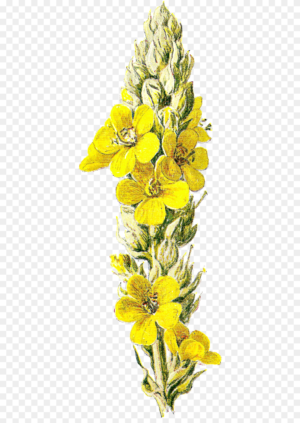 Yellow Flower Clipart Wild Mullein, Anther, Plant, Petal, Daffodil Free Png Download