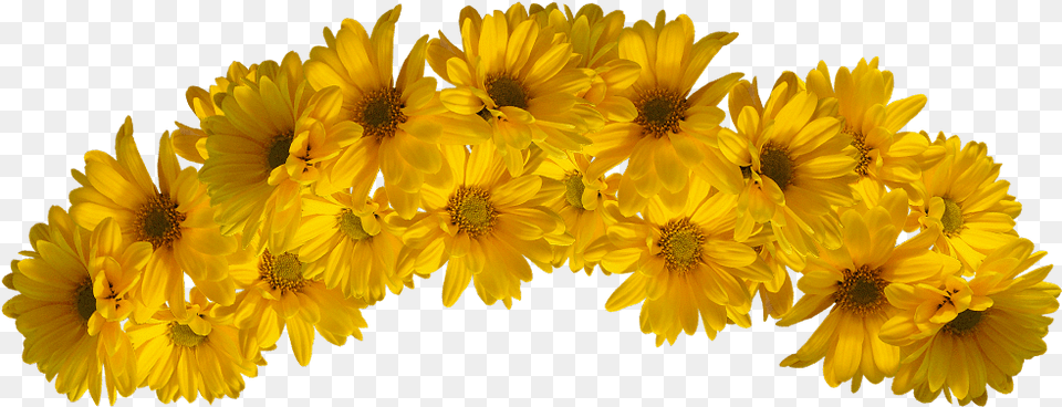 Yellow Flower Crown, Daisy, Petal, Plant, Sunflower Free Transparent Png