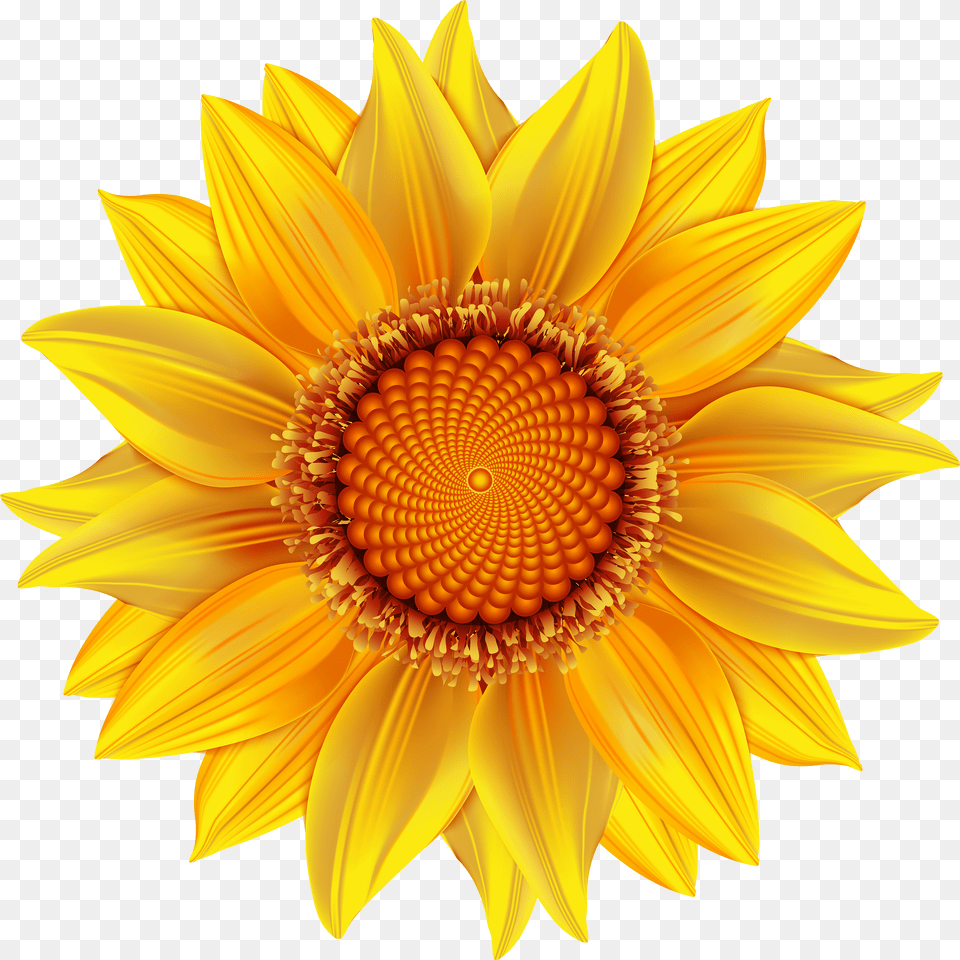 Yellow Flower Crown Illustrator Sun Flower Vector Free Png