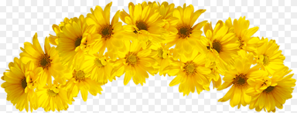 Yellow Flower Crown Daisy, Petal, Plant, Anther Free Transparent Png