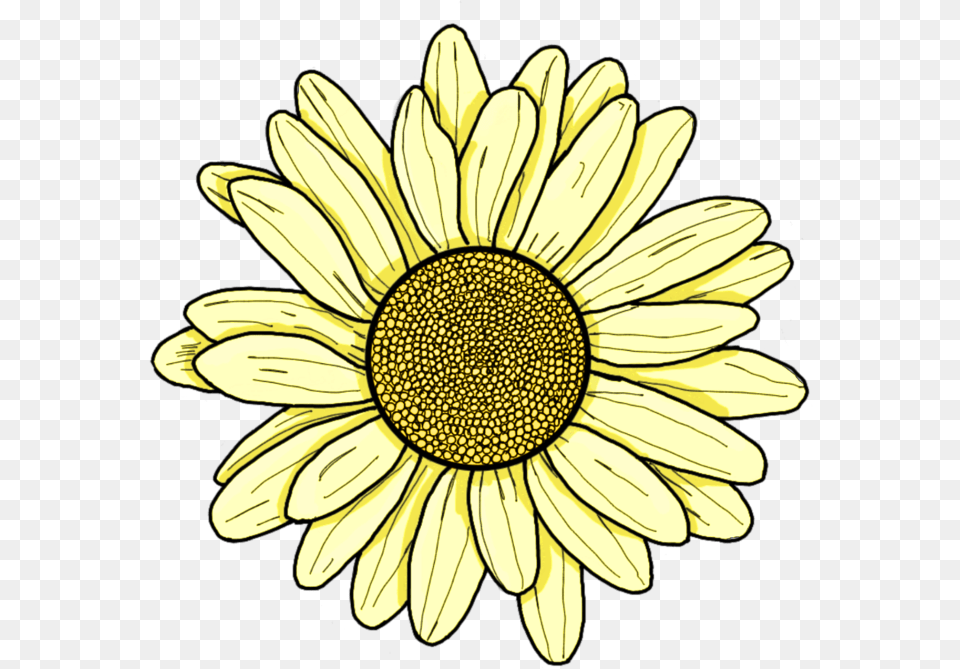 Yellow Flower Daisy Sunflower Sping Summer Pretty Aesthetic Yellow Flower Drawing, Plant, Petal Free Transparent Png
