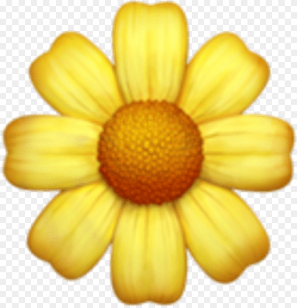 Yellow Flower Emoji, Daisy, Petal, Plant, Anemone Png Image