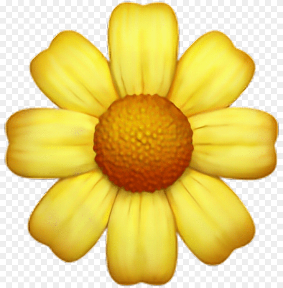 Yellow Flower Emoji, Daisy, Petal, Plant, Anemone Png