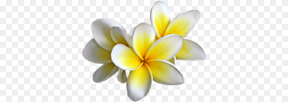 Yellow Flower Images 2 Frangipani, Dahlia, Petal, Plant Png Image
