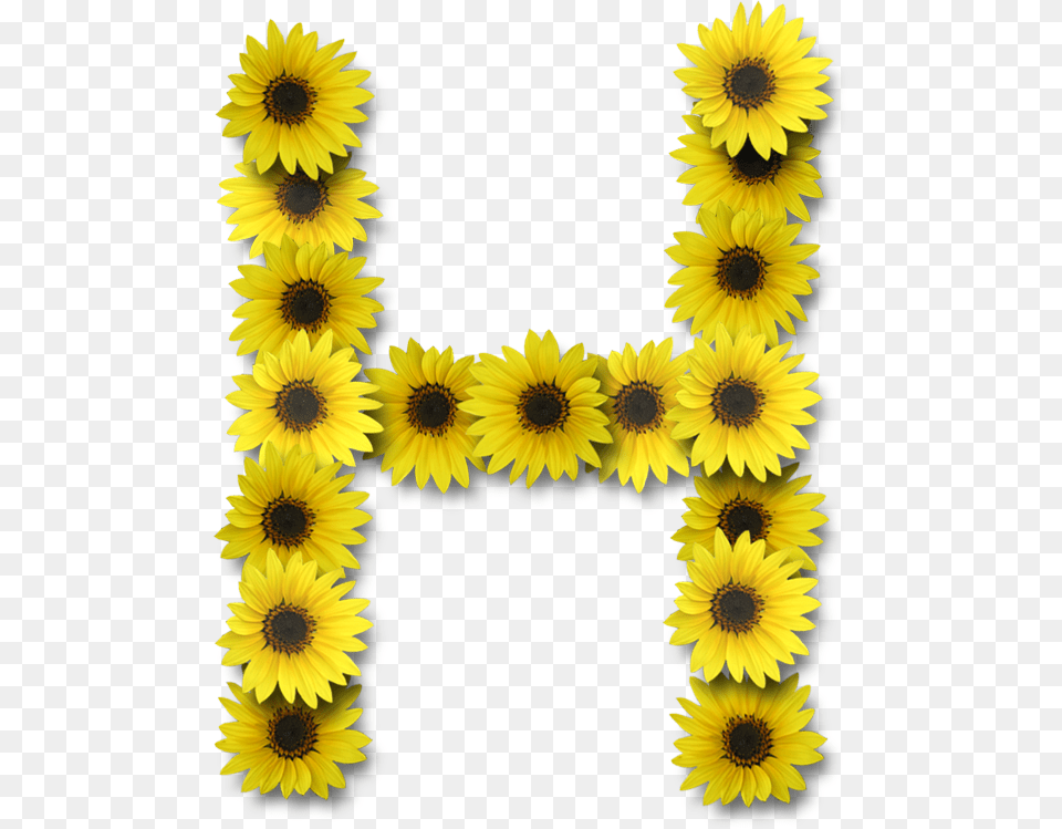 Yellow Flower Letter H, Plant, Sunflower, Daisy, Petal Free Png