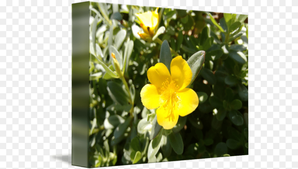 Yellow Flower Of Portulaca By Carina Lemos Araujo Wort, Anemone, Geranium, Petal, Plant Free Png Download