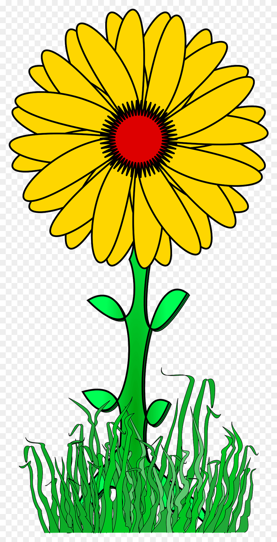 Yellow Flower On The Stem Outside Clipart, Daisy, Plant, Sunflower, Petal Png
