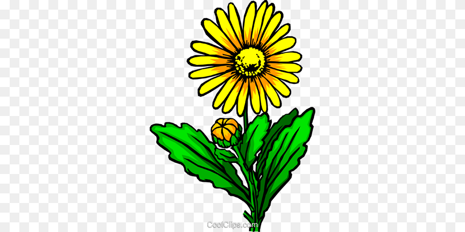 Yellow Flower Royalty Free Vector Clip Art Illustration, Daisy, Plant, Petal, Sunflower Png Image