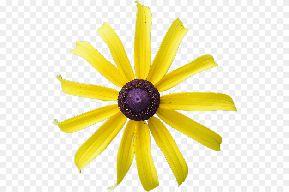 Yellow Flower Rudbeckia Flower Black Eyed Yellow African Daisy, Petal, Plant, Anemone, Pollen Free Png Download
