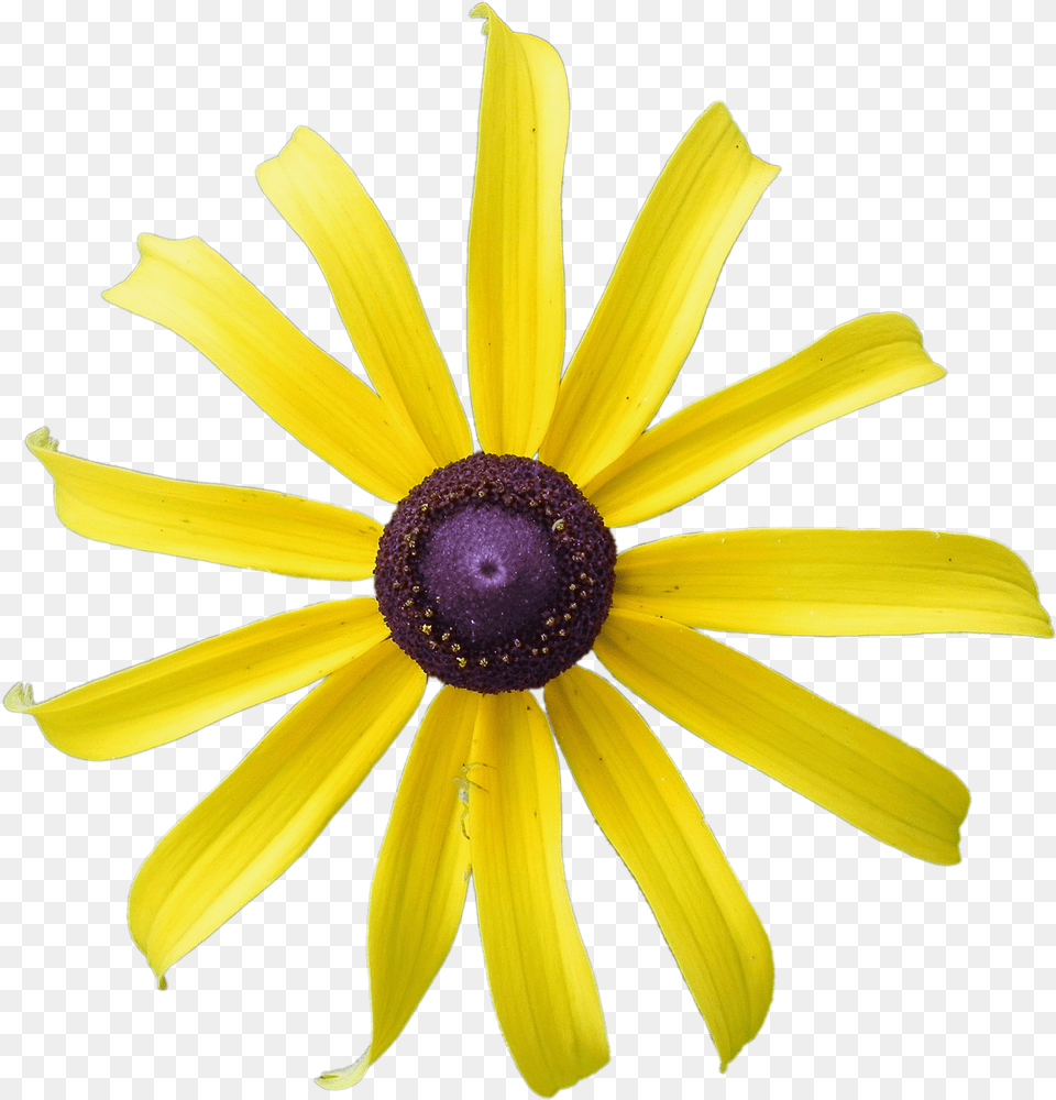 Yellow Flower Rudbeckia Photo On Pixabay African Daisy, Petal, Plant, Anemone, Pollen Free Png