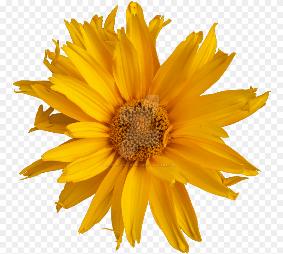 Yellow Flower Sunflower, Daisy, Plant, Pollen Free Png Download