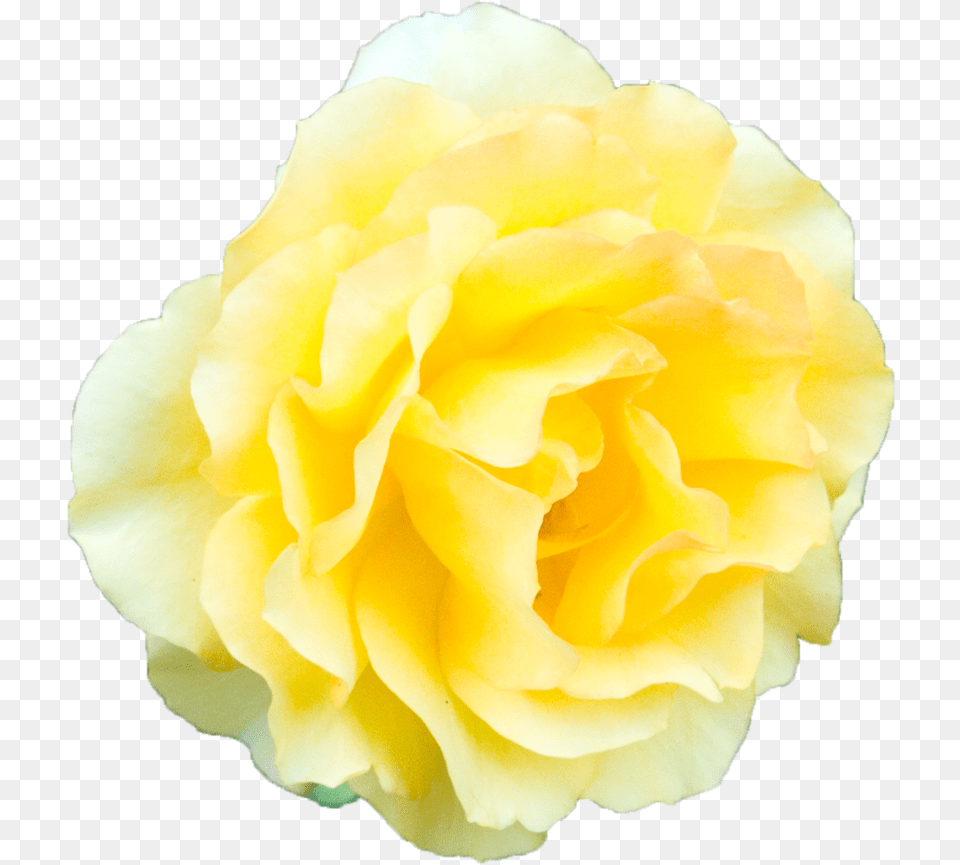 Yellow Flower Transparent Background, Petal, Plant, Rose, Carnation Free Png Download