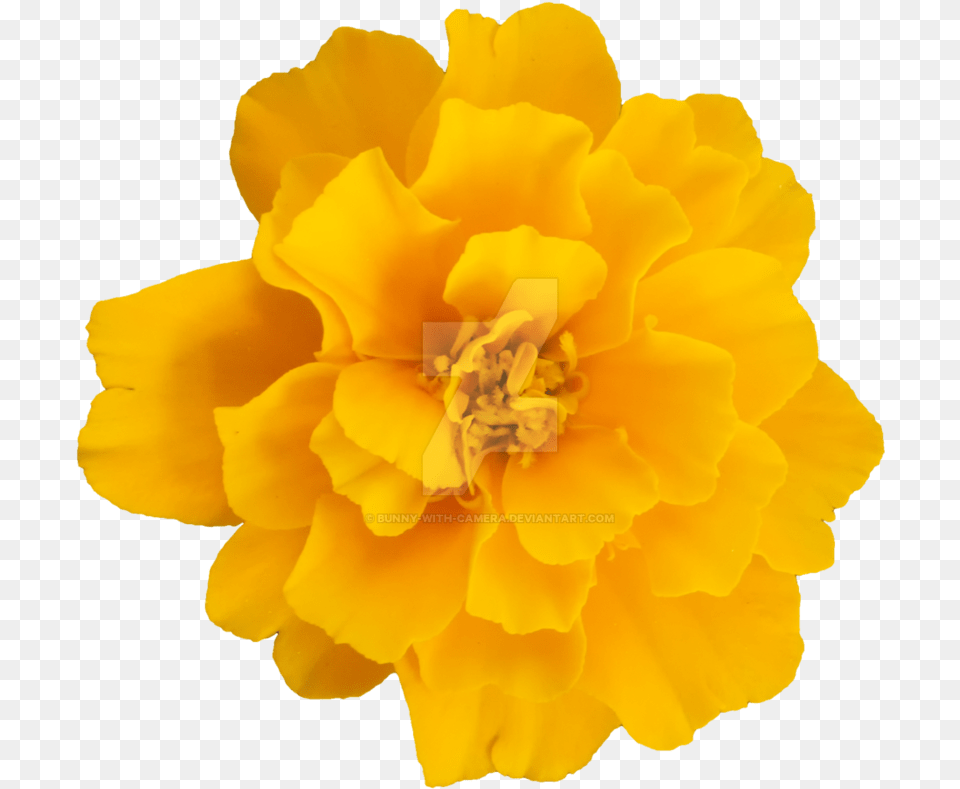 Yellow Flower Transparent Clipart Transparent Yellow Flower Clipart, Daffodil, Petal, Plant, Pollen Free Png Download