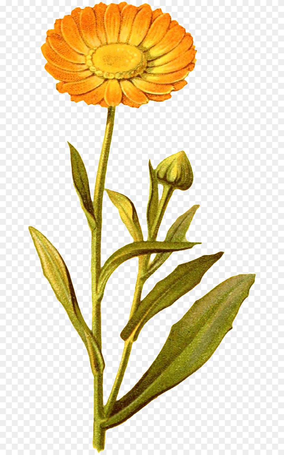 Yellow Flower Transparent Decorative Sunflower, Daisy, Petal, Plant, Leaf Png
