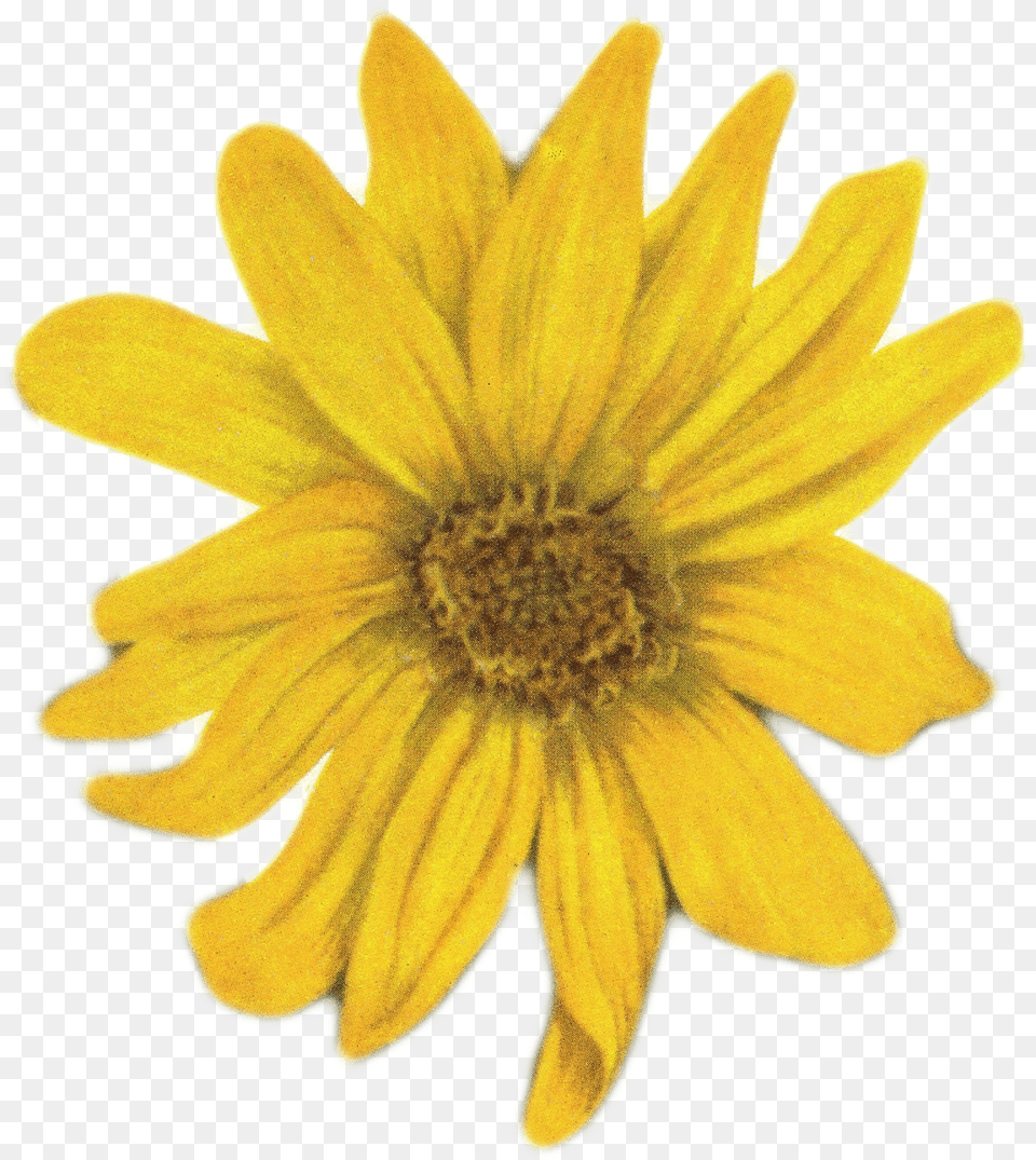 Yellow Flower Yellow Daisy, Petal, Plant, Sunflower Free Transparent Png