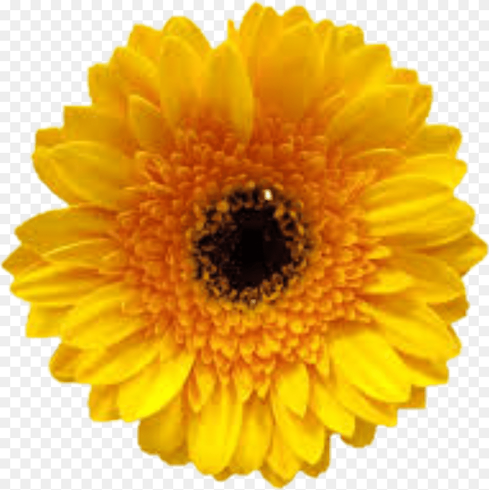 Yellow Flower Tumblr Beautyful Logo Cogilog Gestion, Daisy, Petal, Plant, Sunflower Free Png Download