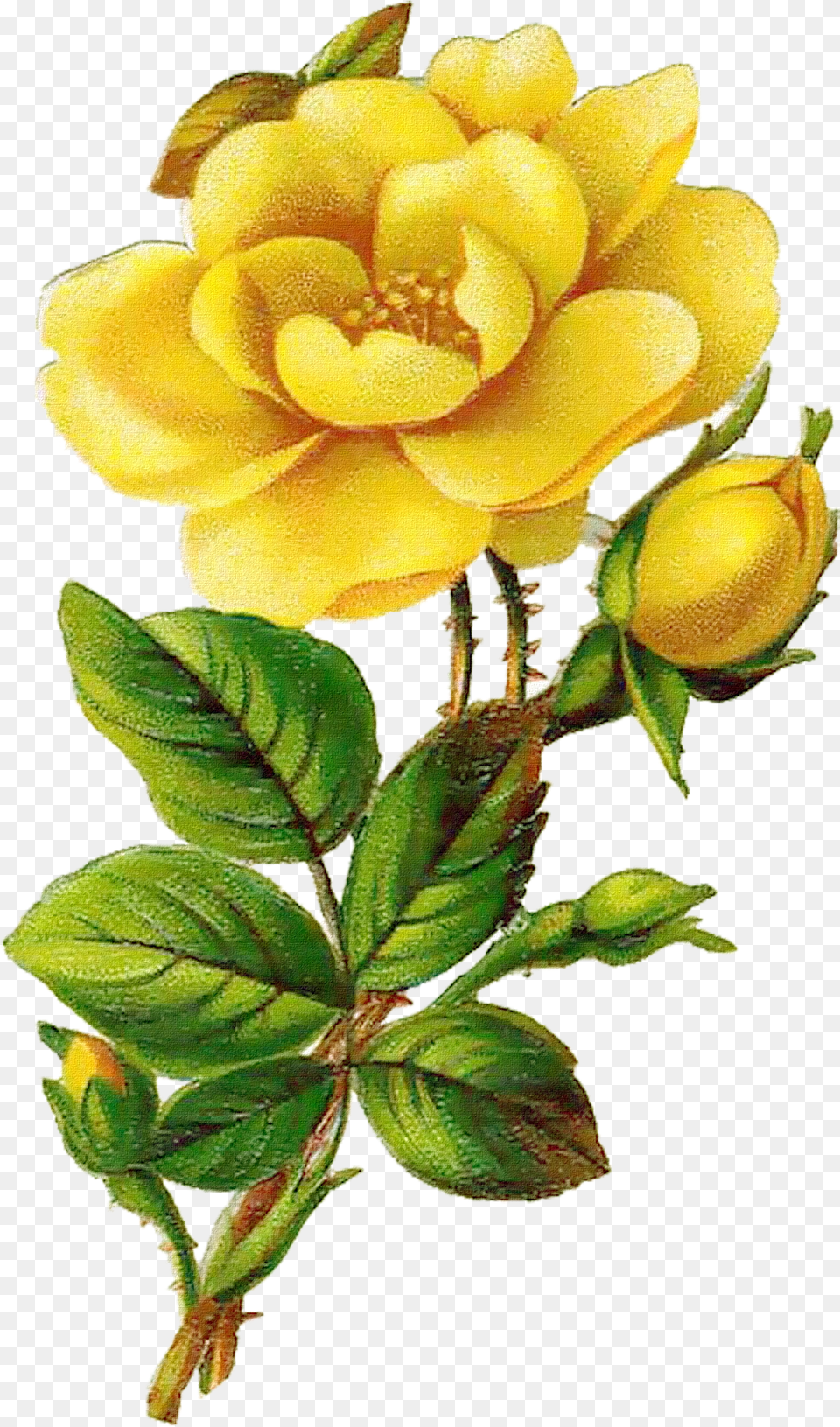 Yellow Flower Vintage Yellow Rose Png Image