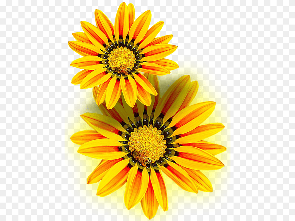Yellow Flower Yellow Isolated Flor Amarilla En, Plant, Anther, Treasure Flower, Petal Free Png Download