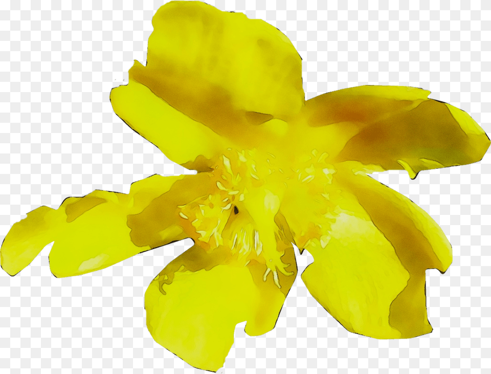 Yellow Flowering Plant Plants Senna, Daffodil, Flower, Petal, Pollen Png