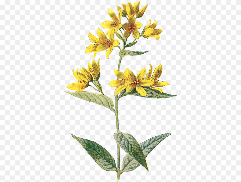 Yellow Flowers Aesthetic, Acanthaceae, Flower, Leaf, Plant Free Png