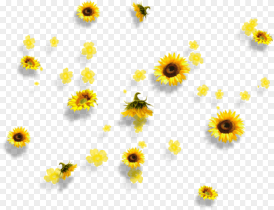Yellow Flowers Aesthetic Tumblr Falling Clipart Aesthetic Sunflower Transparent Background, Daisy, Flower, Petal, Plant Png