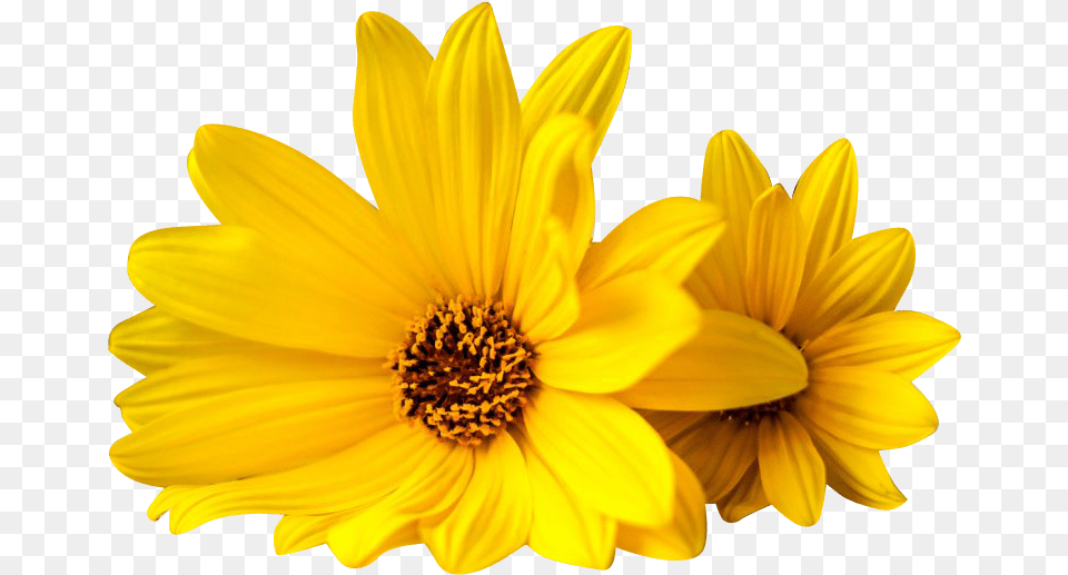 Yellow Flowers African Daisy, Flower, Petal, Plant, Pollen Free Png